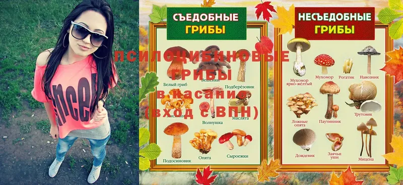 Галлюциногенные грибы Psilocybe  Кодинск 